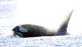 Orka, Killer whale, Orcinus orca Royalty Free Stock Photo