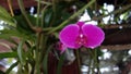 Wild semenyih orkid Royalty Free Stock Photo