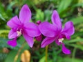 Orkid Royalty Free Stock Photo