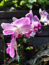 Orkid flower plant Royalty Free Stock Photo