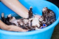 Orkshire Terrier dog trying to escape from the bathtub because he don`t want to bathing selective focus Royalty Free Stock Photo