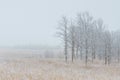 Oak savanna of Illinois grassland prairie in winter