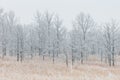 Frosty bare oak trees on Illinois prairie