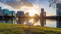 Orlando city at sunset and white swans in the sunlight in Lake Eola, Florida, USA Royalty Free Stock Photo