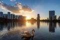 Orlando city at sunset and white swans in the sunlight in Lake Eola, Florida, USA Royalty Free Stock Photo