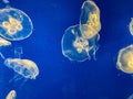 An aquarium of translucent orange and yellow jellyfish swimming at Seaworld Orlando Royalty Free Stock Photo