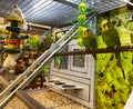 A flock blue and white parakeets in an aquarium for sale at a Petsmart pet superstore