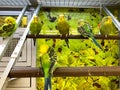 A flock green and yellow parakeets in an aquarium for sale at a Petsmart pet superstore