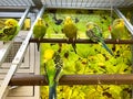 A flock green and yellow parakeets in an aquarium for sale at a Petsmart pet superstore