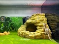 A Gecko standing on a rock in an aquarium with. blurred background for sale at a Petsmart Superstore