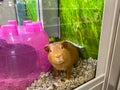 An orange guinea pig in an aquarium for sale at a Petsmart pet superstore