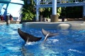 Dolphins waving their tails at the tourist.