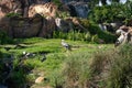 Birds at the foot of Tree of Life at Animal Kingdom. Royalty Free Stock Photo