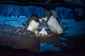 Beautiful image of Penguins at Seaworld 145. Royalty Free Stock Photo