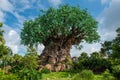 Beautiful view of Tree of Life at Animal KIngdom at Walt Disney World area 3