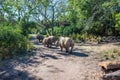 Kilimanjaro Safaris at Animal Kingdom at Walt Disney World Royalty Free Stock Photo