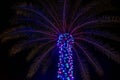 Top view of illuminated colorful palm tree at Seaworld