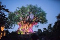Tree of Life at the Animal Kingdom at Walt Disney World