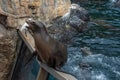 Nice Sea lion waiting for a person to throw him fish at Seaworld 1