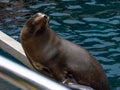 Sea lion waiting for fish to be thrown before the eyes of a friendly bird at Seaworld .1