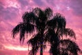 Top view of palm trees on beautiful sunset backgrouund at Seaworld 1