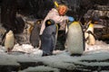 Woman stroking penguins at Seaworld 1