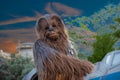 Partial view of Chewbacca in Star Wars Galaxys Edge at Hollywood Studios 3