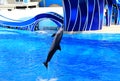 Orlando, Florida, U.S - September 22, 2019 - A dolphin jumping inside a pool Royalty Free Stock Photo