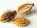 Orlaya Seeds Royalty Free Stock Photo