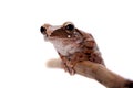 Orlov`s flying frog, Rhacophorus orlovi, on white Royalty Free Stock Photo