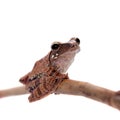 Orlov`s flying frog, Rhacophorus orlovi, on white Royalty Free Stock Photo