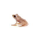 Orlov`s flying frogling, Rhacophorus orlovi, on white Royalty Free Stock Photo