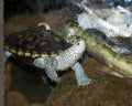 Turtle Ornate Diamonback Terrapin Stock Photos.  Close-up profile view. Turtle Ornate Diamonback Terrapin picutre. Image Royalty Free Stock Photo