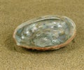 Ormer or Abalone or Ear Shell, auris maris, Shell on Sand Royalty Free Stock Photo