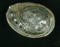 Ormer or Abalone orEar Shell, auris maris