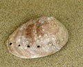 Ormer or Abalone orEar Shell, auris maris