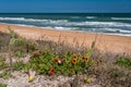Wildflowers on the sand at the edge of the beach