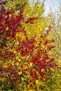 Ormosia hosiei in Autumn