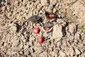 Ormosia hosiei Red beans falling on the ground