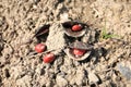 Ormosia hosiei Red beans falling on the ground