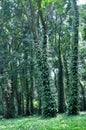 Ormosia pinnata forest and liane