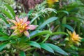 Ornage Bromeliad flower (Aechmea fasciata,BROMELIACEAE ) in the Royalty Free Stock Photo