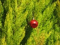 Ornament forgotten loneliness Christmas ball red tree Royalty Free Stock Photo