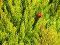 Ornament forgotten loneliness Christmas ball red tree Royalty Free Stock Photo