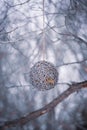 Ornament hanging in bare tree