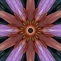 Tropical flower rays abstract mandala