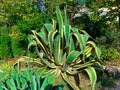 Ornamental agave plants in Sochi Park, Russia Royalty Free Stock Photo