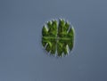 Ornamental algae Micrasterias in drops of water