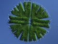 Ornamental algae Micrasterias in drops of water