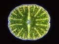 Ornamental algae Micrasterias under the microscope